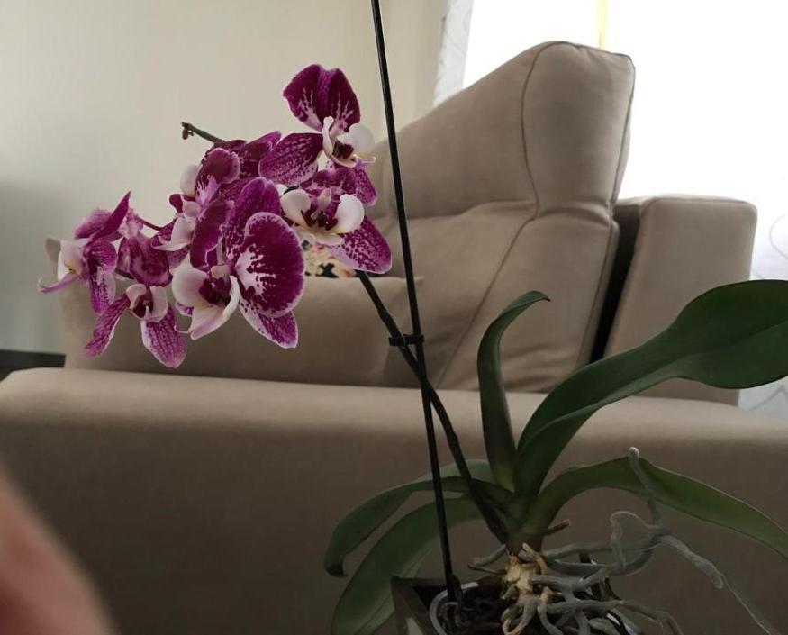 Apartamento Cangas Relax Onís Esterno foto